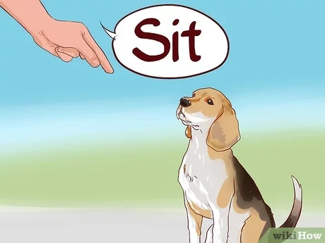 Are Beagles Easy to Train? Training Guide