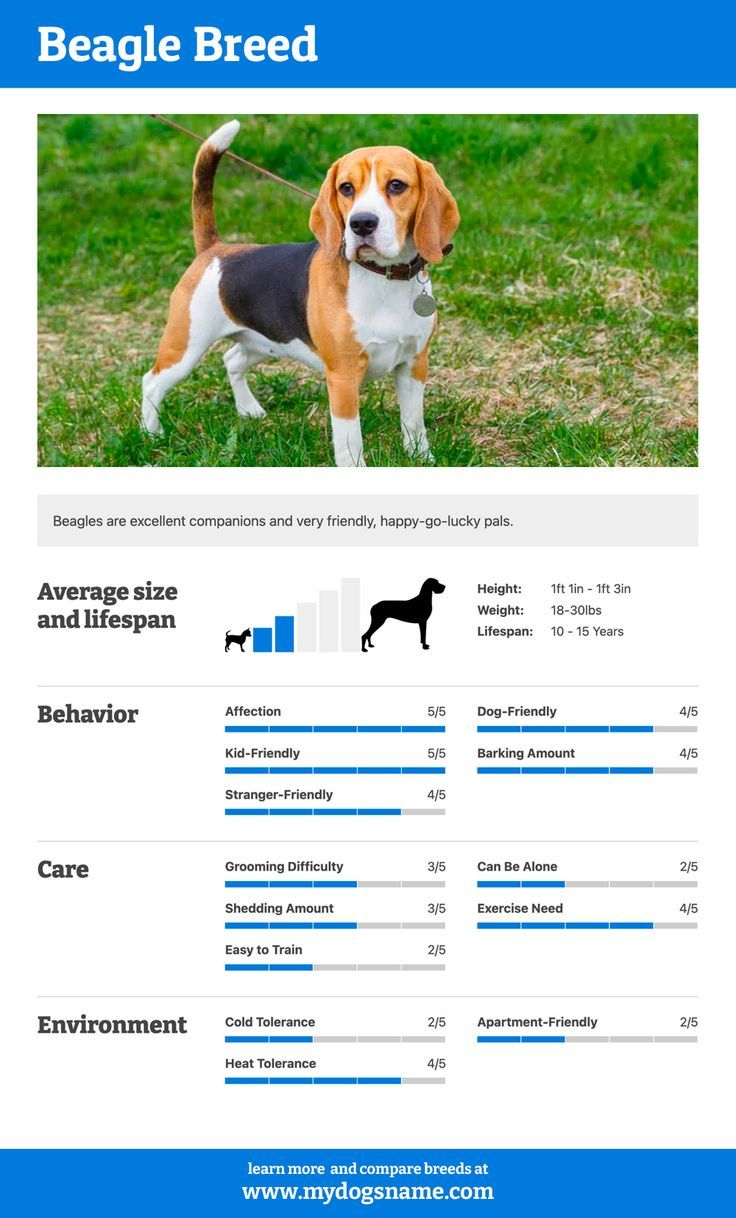 Are Beagles Good Dogs? Ownership Guide