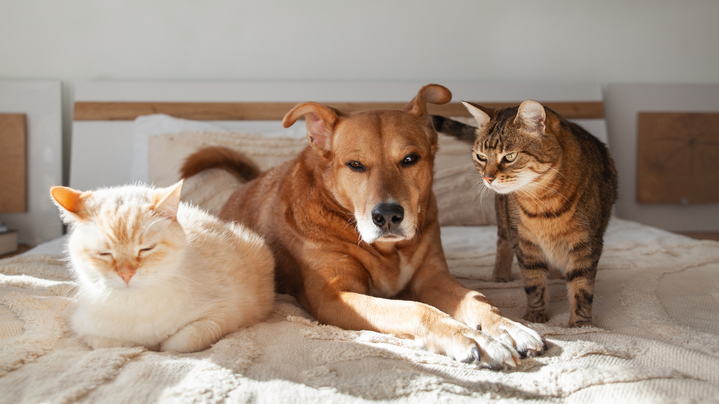 Are Beagles Good with Cats? Pet Compatibility