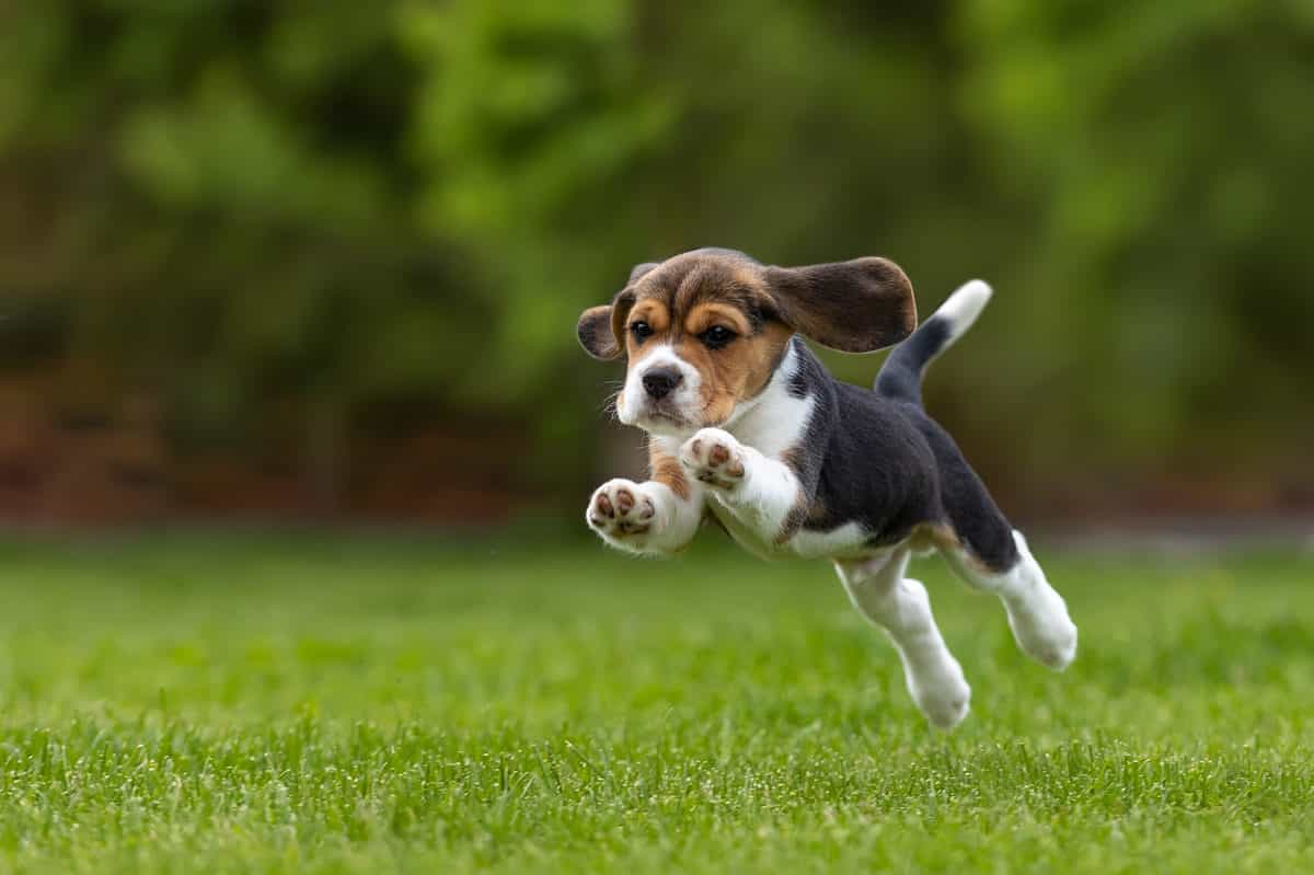 Are Beagles Good with Kids? Family Pet Guide