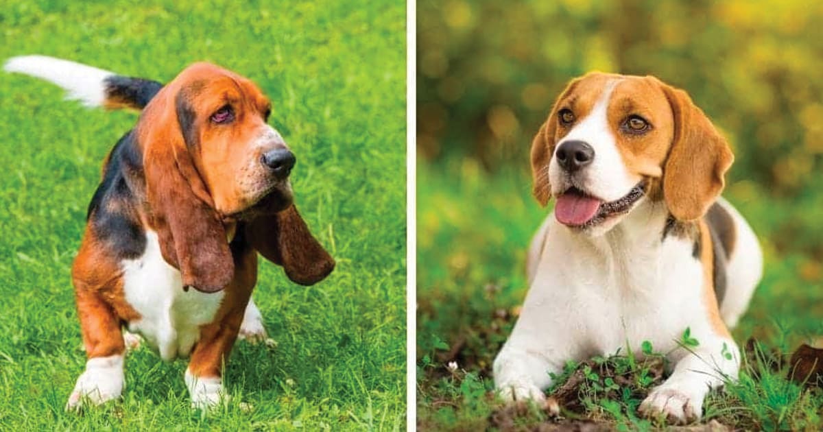 Are Beagles Hounds? Breed Classification Guide