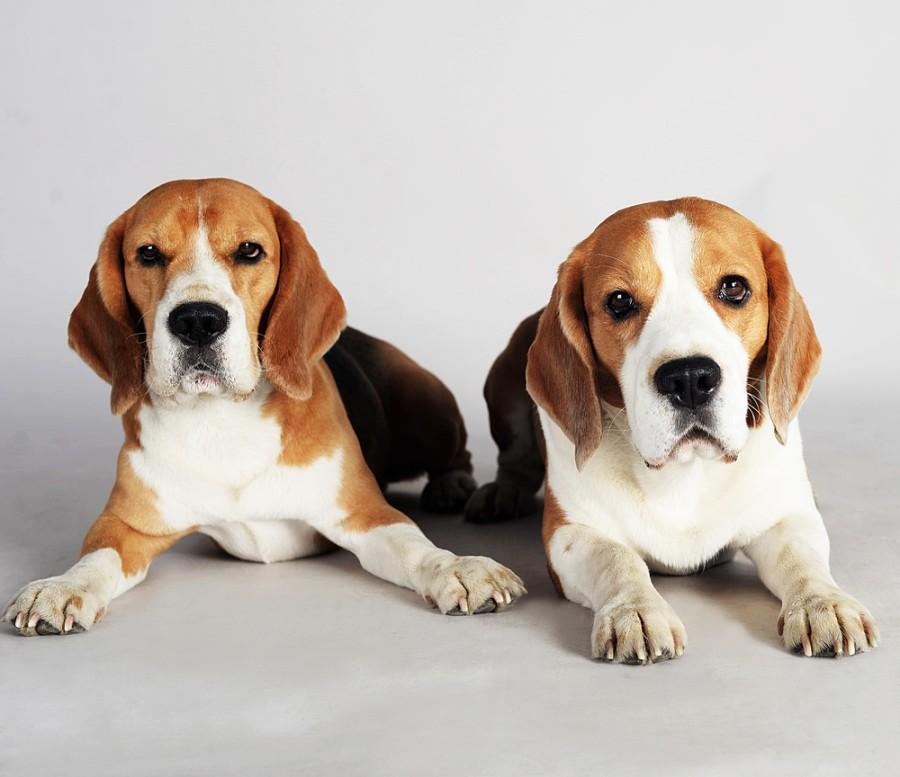 Are Beagles Hypoallergenic? Facts for Allergy Sufferers