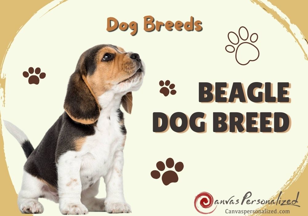 Are Beagles Smart? Intelligence & Training Guide