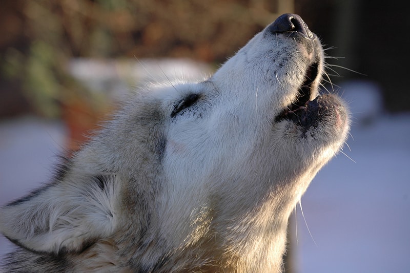 Are Chihuahuas Descended From Wolves?