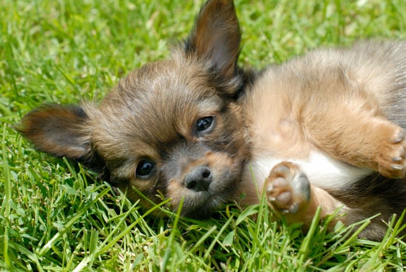 Are Chihuahuas Hard to Potty Train?