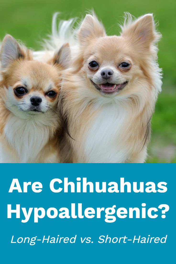 Are Chihuahuas Hypoallergenic? Facts & Tips