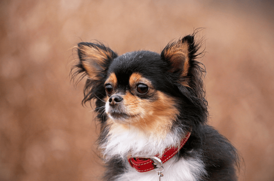 Are Chihuahuas Smart? Intelligence Guide