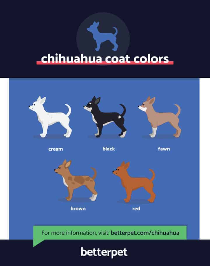 Are Chihuahuas Terriers? Breed Classification