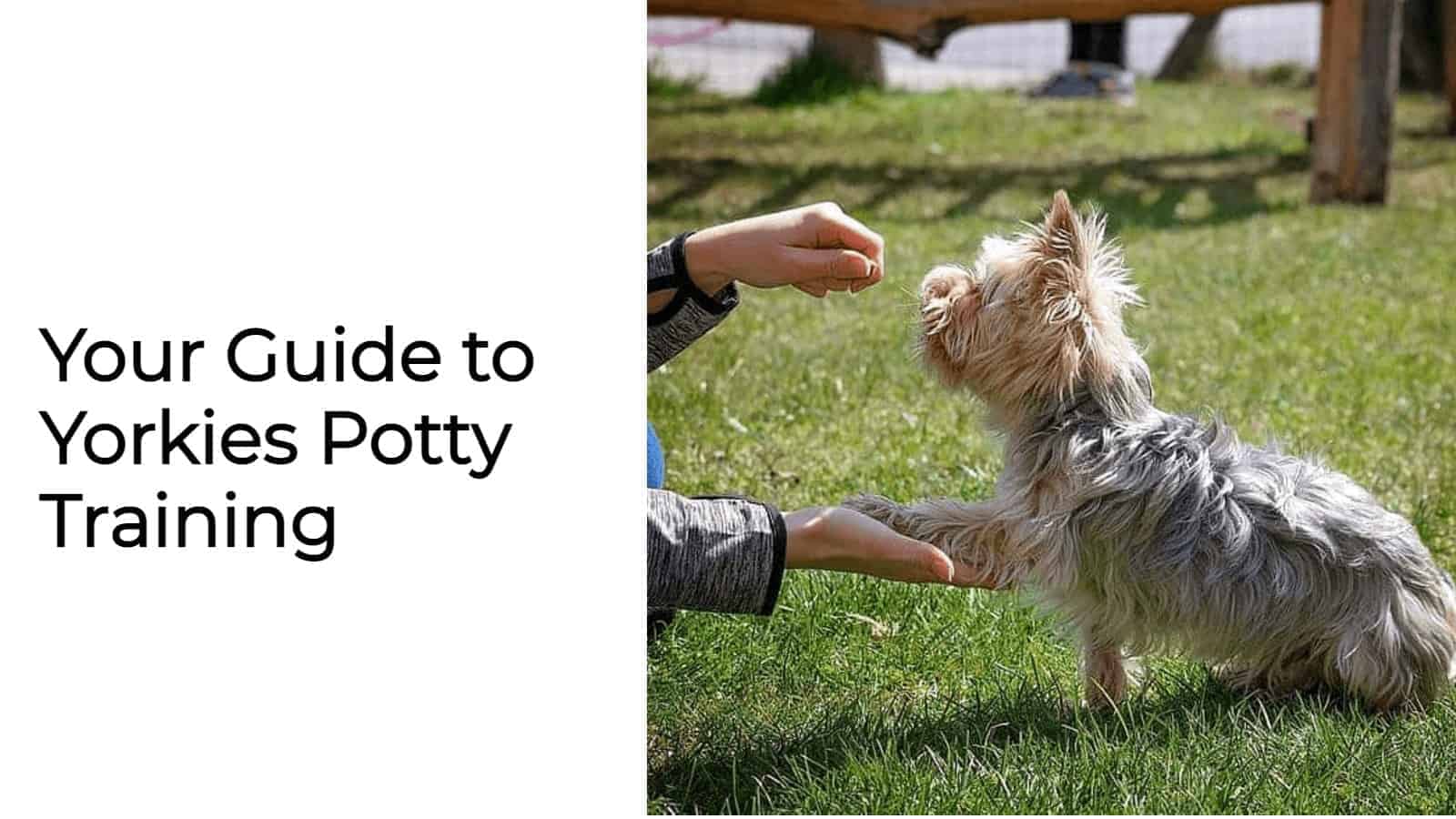 Are Yorkies Easy to Train? Training Tips Guide