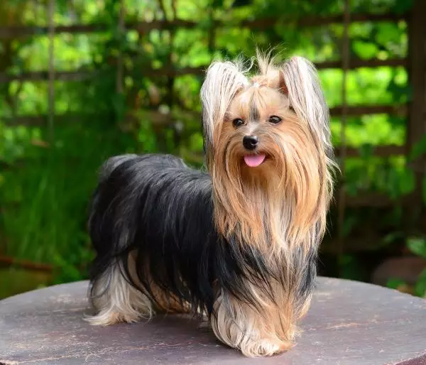 Are Yorkies Good Dogs? Breed Temperament Guide