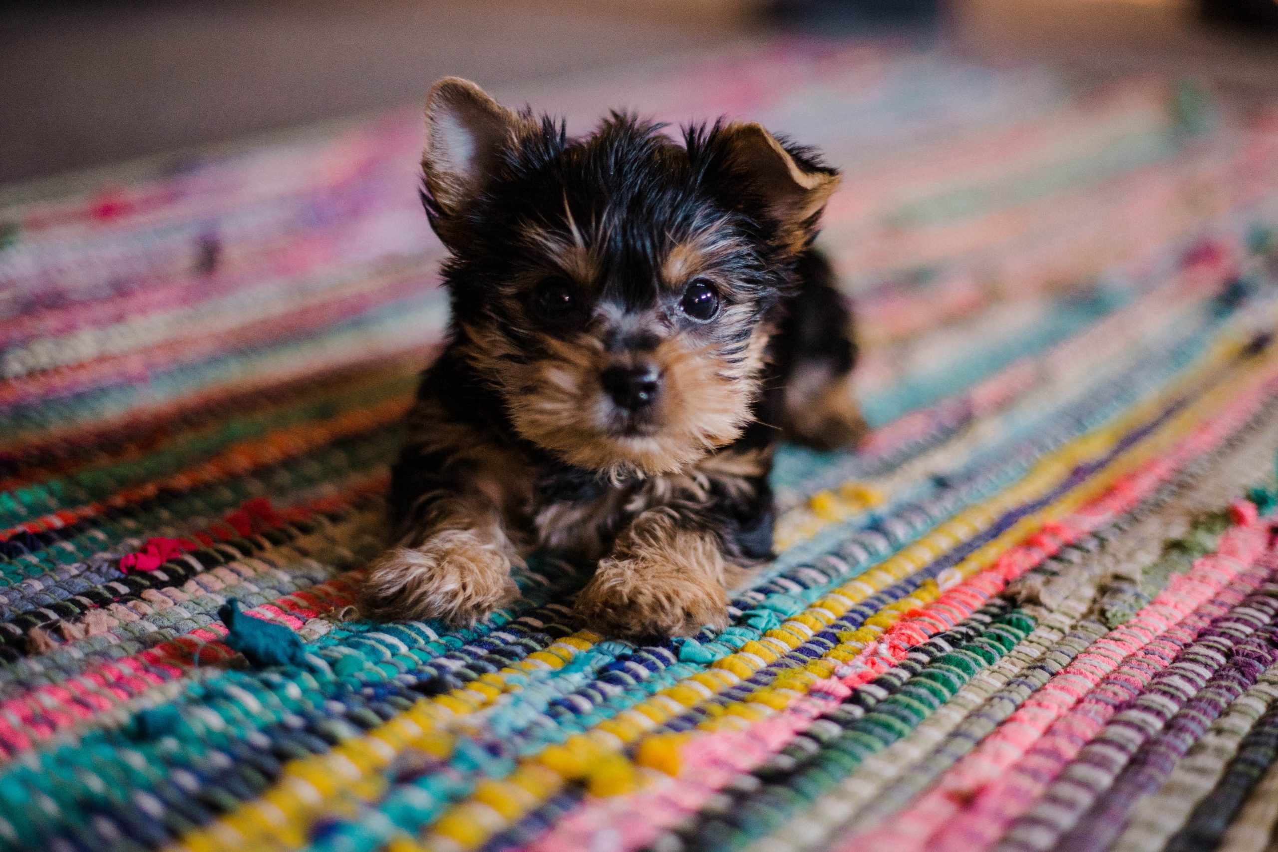 Are Yorkies Hard to Potty Train? Essential Guide