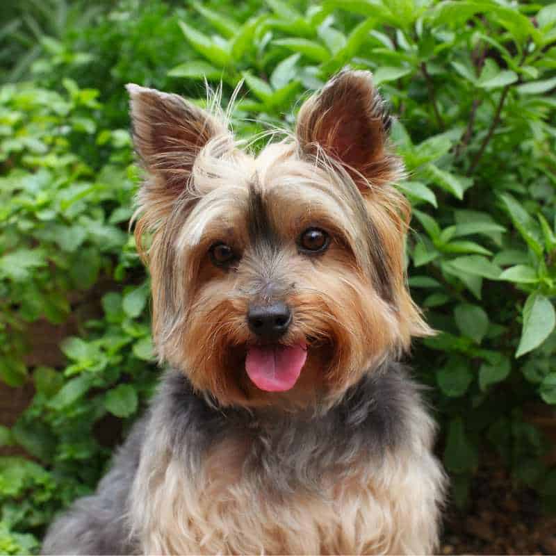 Are Yorkies Hypoallergenic? Facts About Their Coat Type