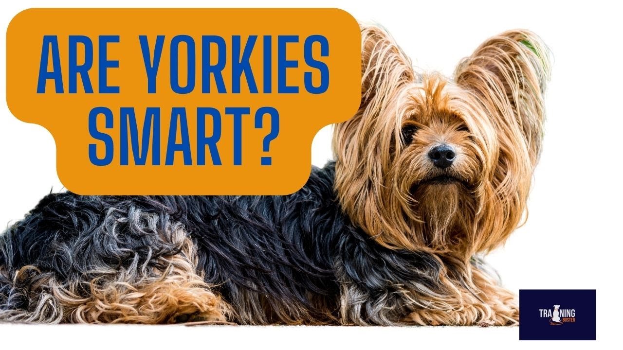 Are Yorkies Smart? Intelligence & Training Guide