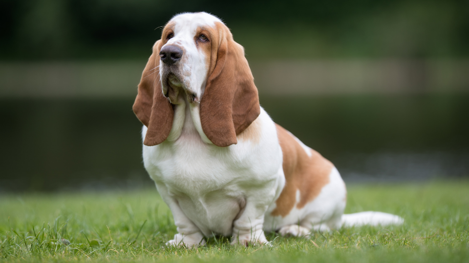 Beagle Basset Hound Mix: Your Breed Guide