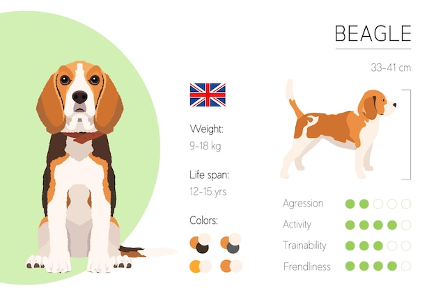 Beagle Characteristics: Breed Traits & Features