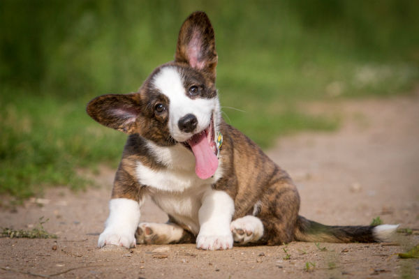 Beagle Chihuahua Mix: Small Dog Big Personality