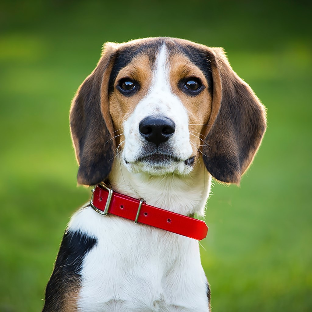 Beagle Colors: All Coat Patterns Explained