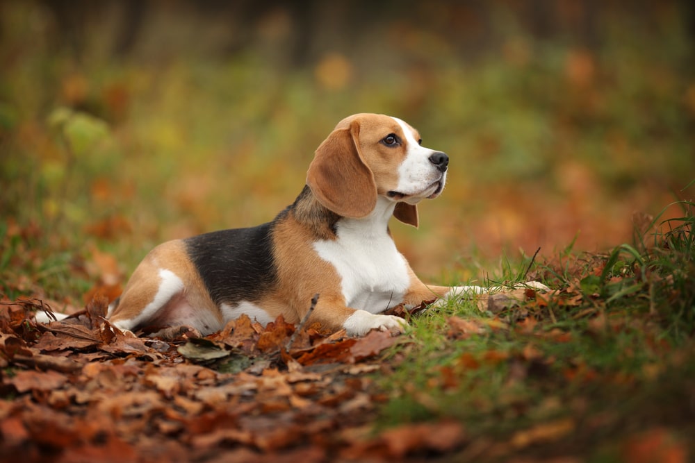 Beagle Facts: Fascinating Breed Information