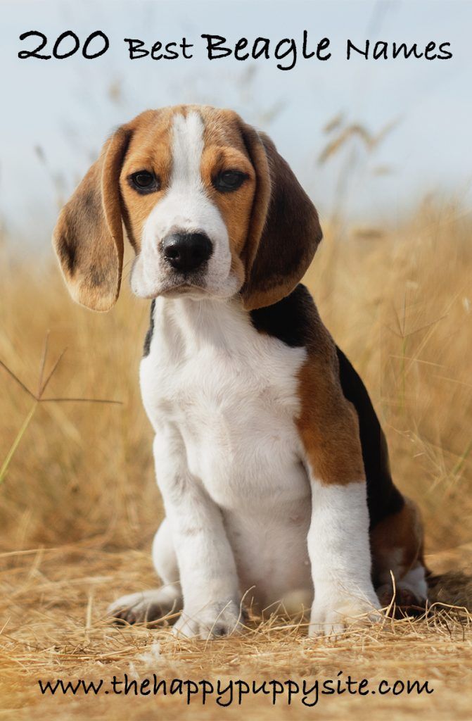 Beagle Girl Names: Perfect Female Puppy Names