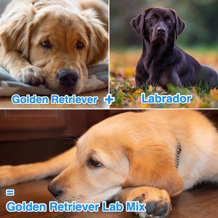 Beagle Golden Retriever Mix: Family Dog Guide