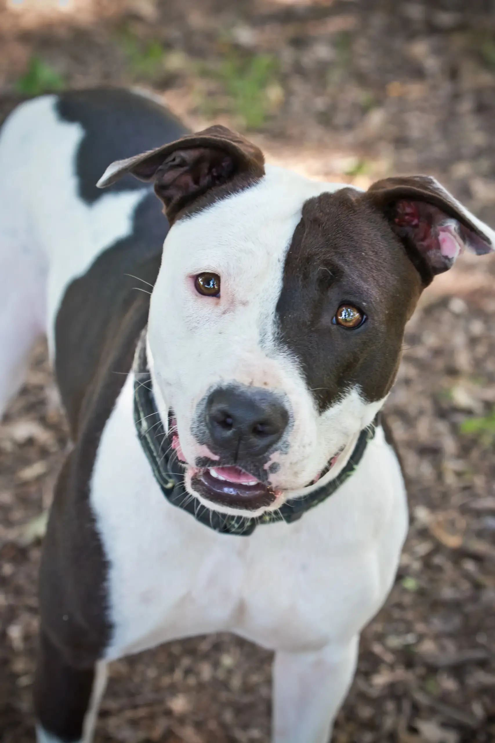 Beagle Great Dane Mix: Unique Hybrid Guide