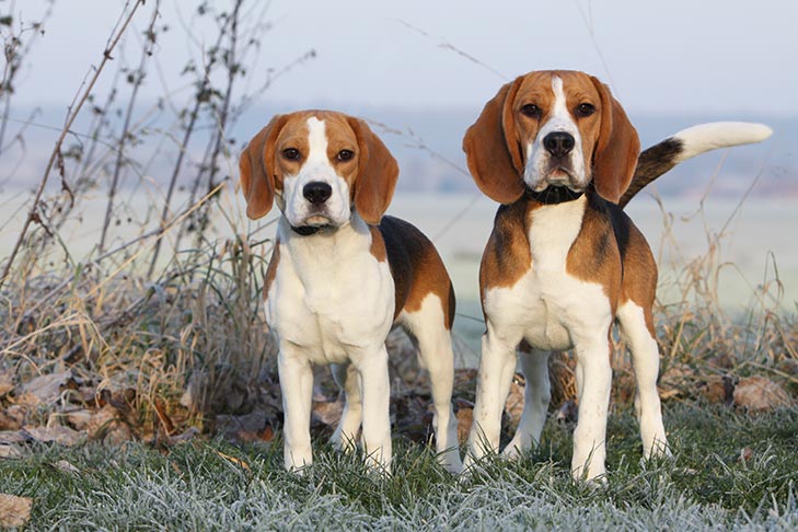 Beagle Greyhound Mix: Speed & Personality