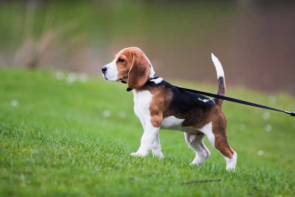 Beagle Growth Chart: Puppy to Adult Guide