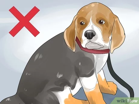 Beagle Health Issues: Prevention & Care Guide