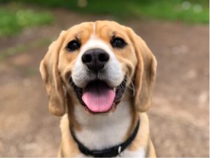 Beagle Hound Mix: Heritage & Traits Guide