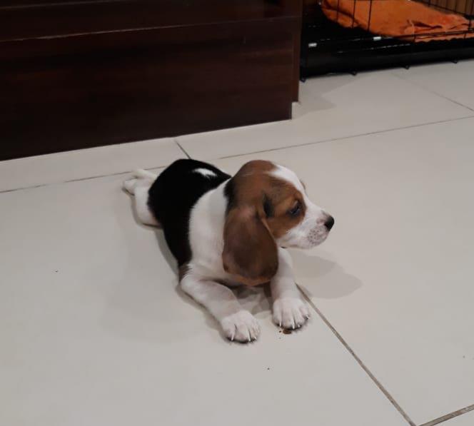 Beagle How to Train: Essential Tips & Methods