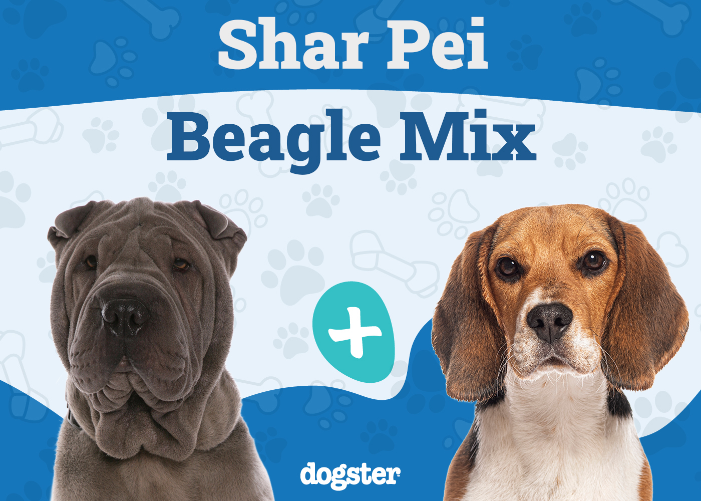 Beagle Husky Mix: Athletic Companion Guide