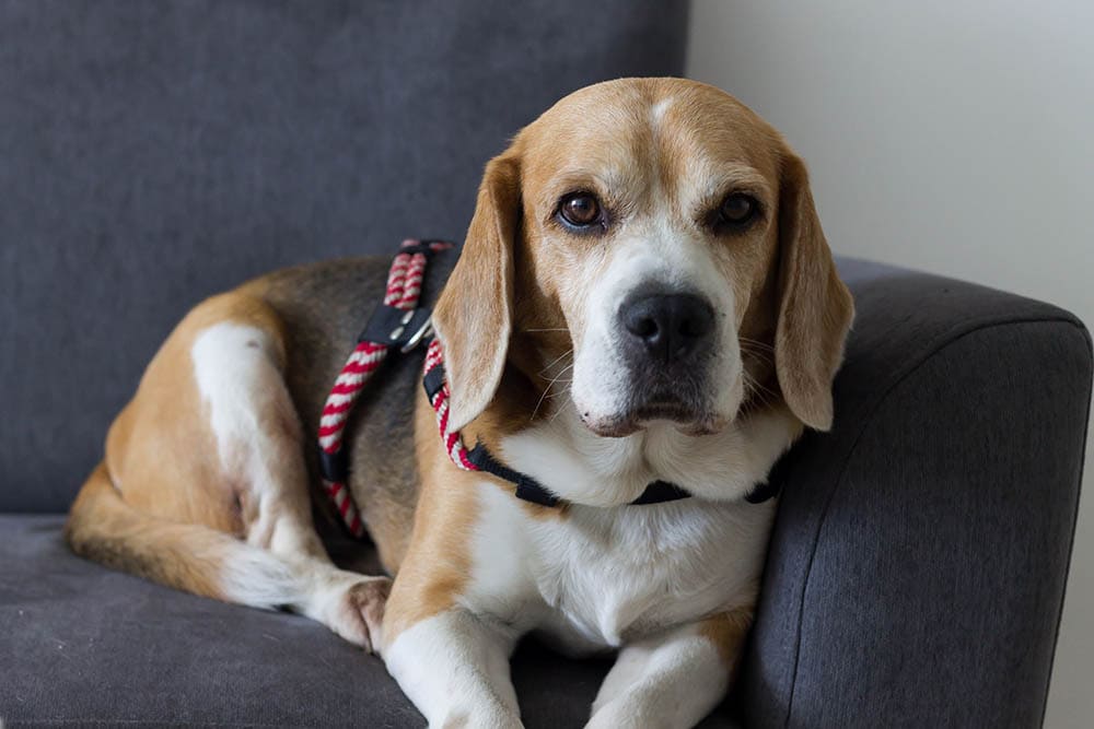 Beagle Intelligence: Understanding Their Smarts