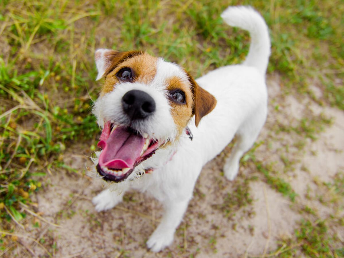 Beagle Jack Russell Mix: Energy & Personality