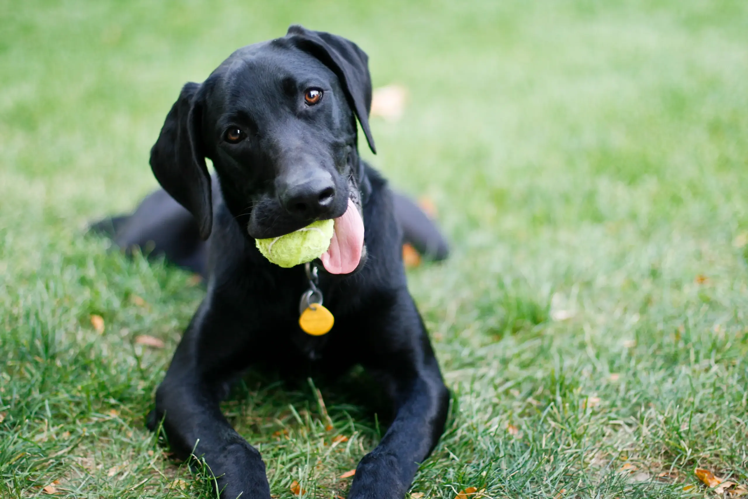 Beagle Lab Mix: Perfect Family Dog Guide