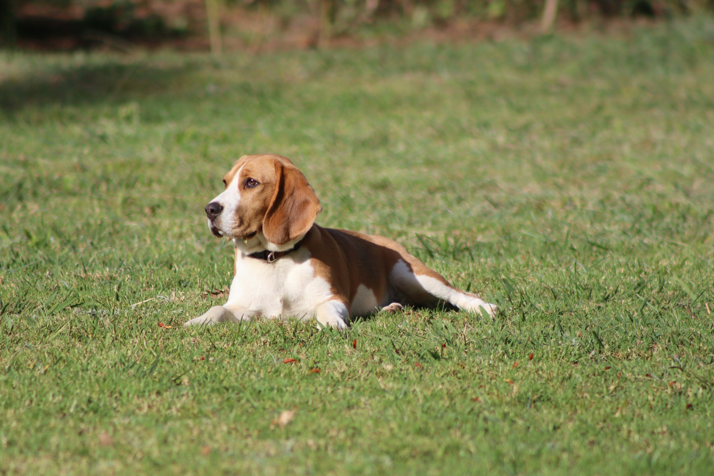 Beagle Life Expectancy: Health & Longevity Guide