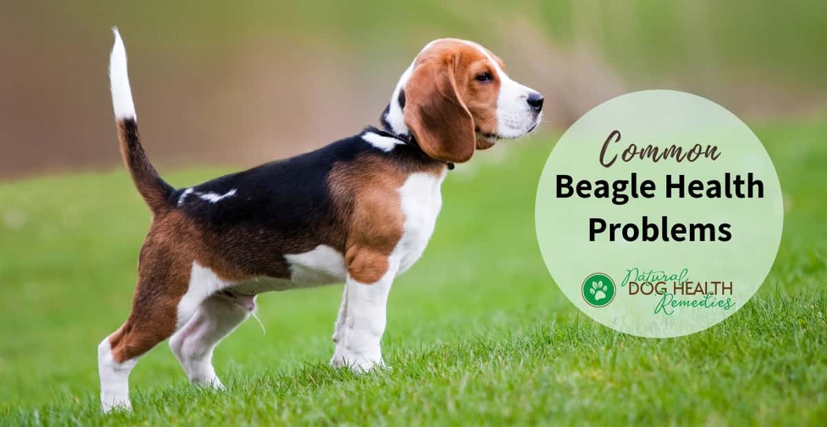 Beagle Lifespan: Average Years & Health Factors