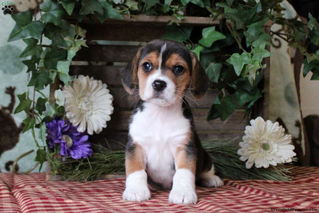 Beagle Shepherd Mix: Smart & Loyal Companion