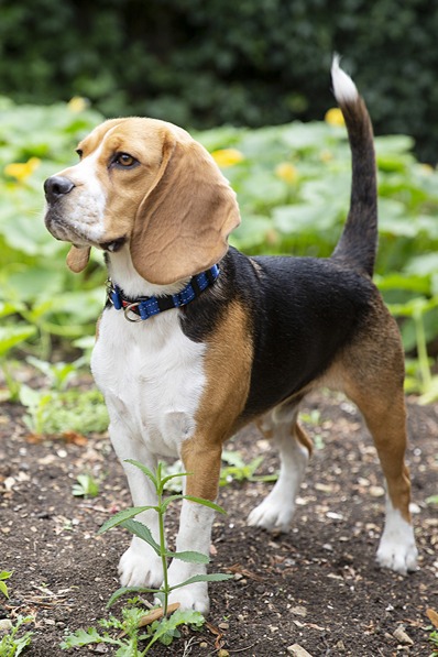 Beagle Temperament: What to Expect as an Owner