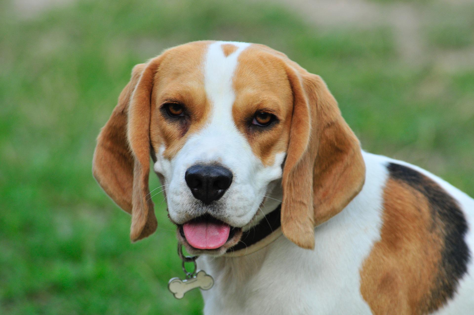 Beagle Terrier Mix: Your Complete Guide