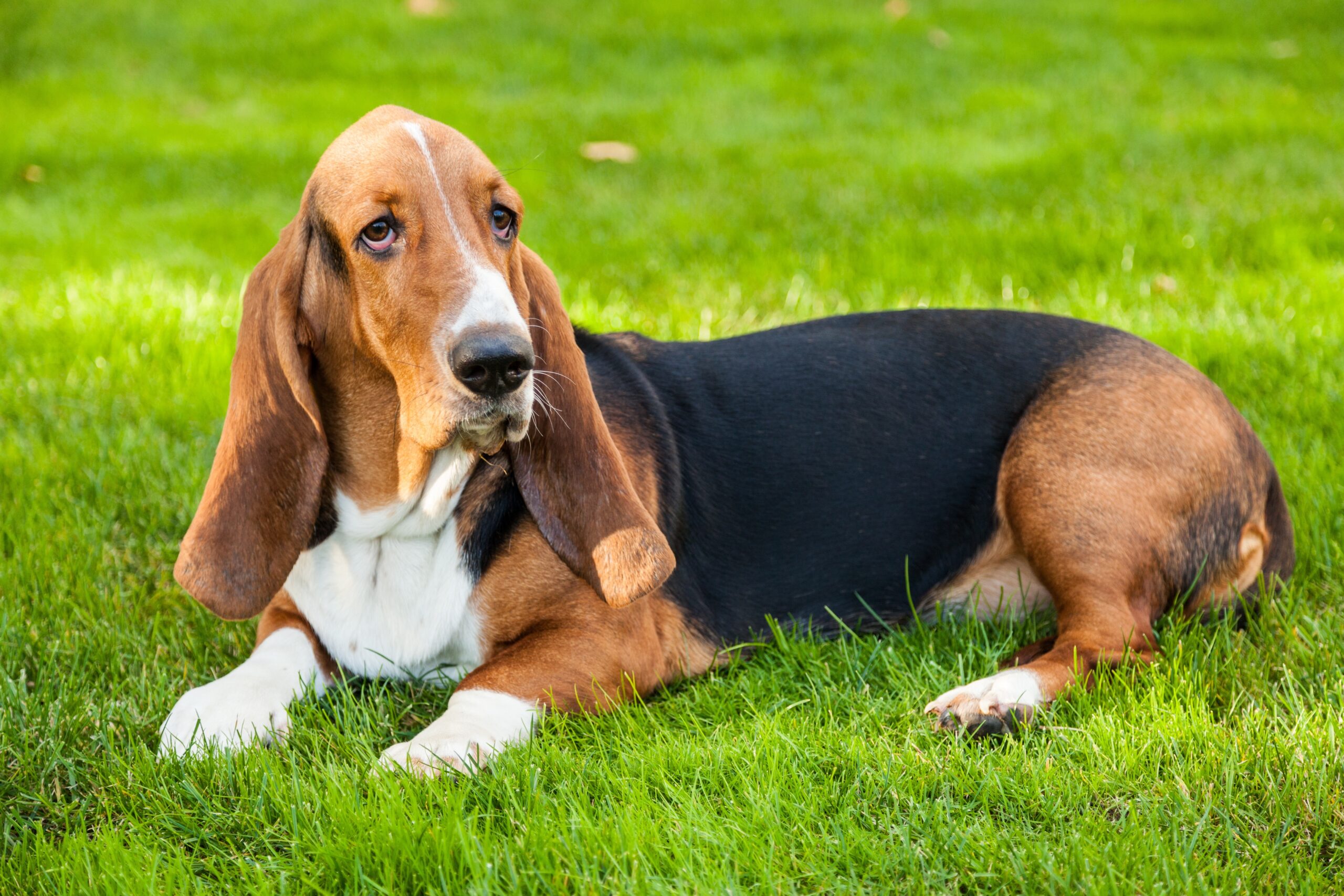 Beagle vs Basset Hound: Breed Comparison Guide