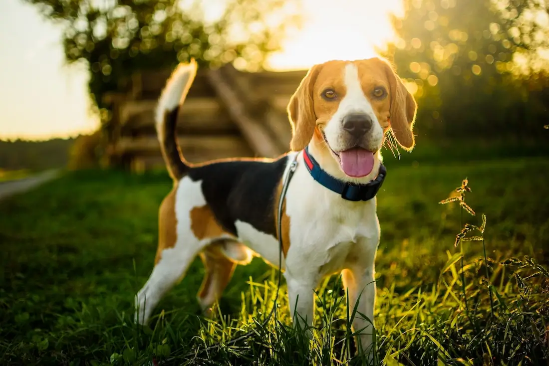 Beagle vs Golden Retriever: Breed Choice Guide