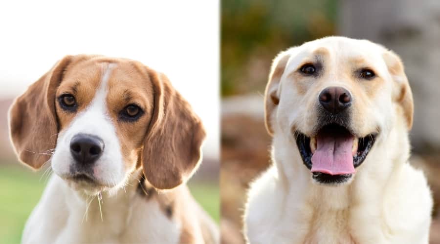 Beagle vs Labrador: Choose Your Perfect Pet