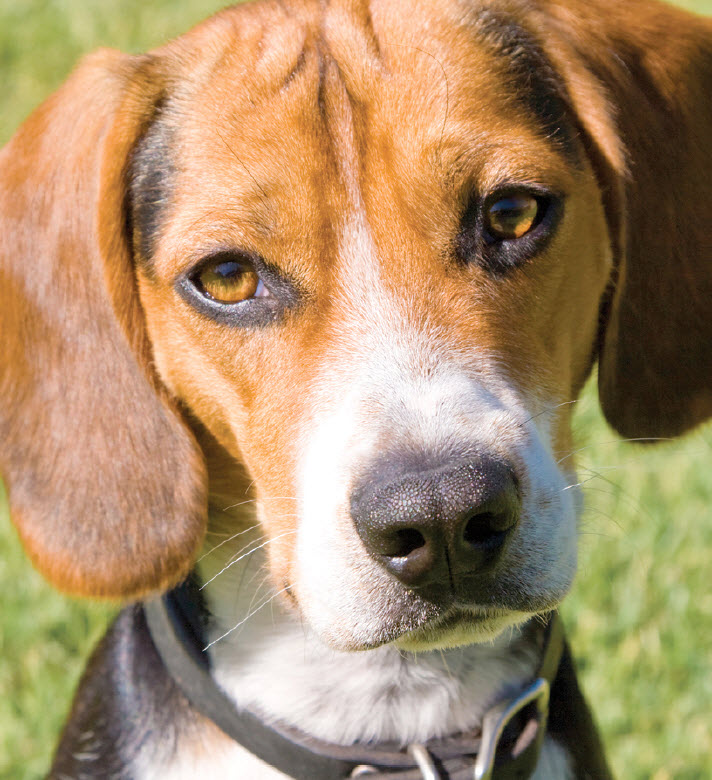 Beagle Weight: Healthy Range & Growth Guide