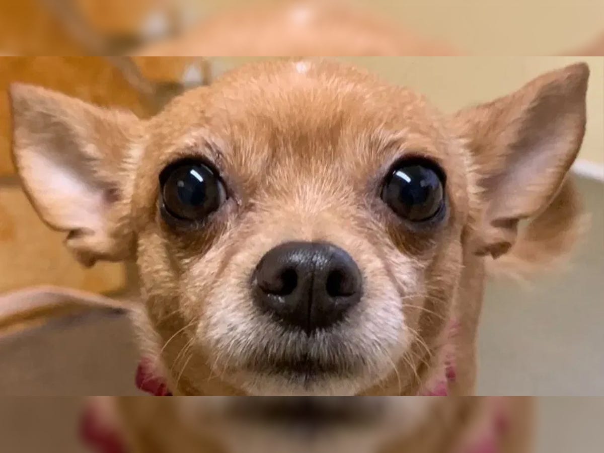 Can a Chihuahua Kill You? Truth & Myths