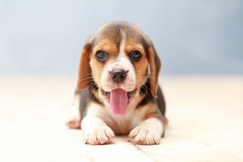 Can Beagles Be Left Alone? Separation Guide