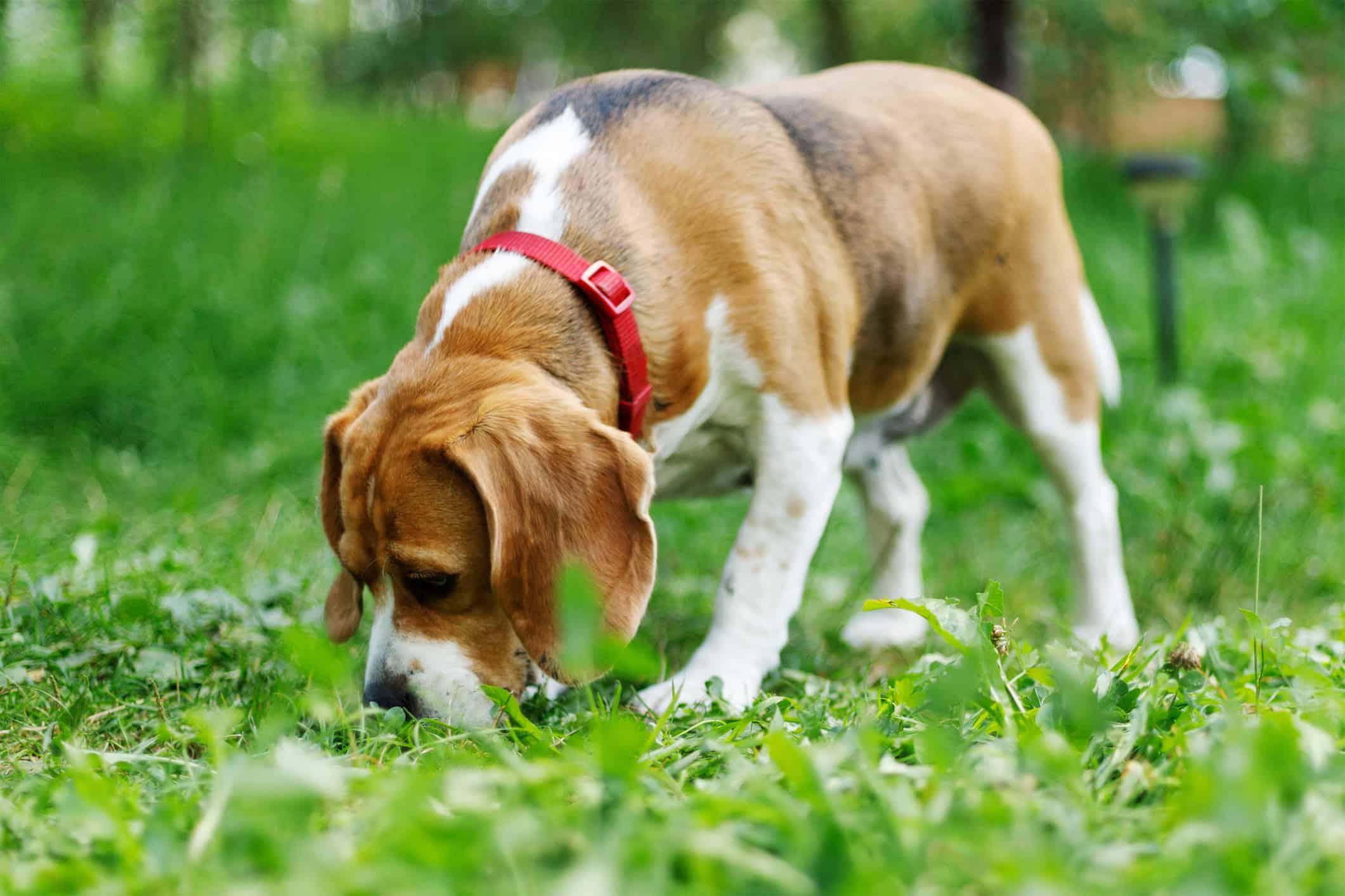 Can Beagles Be Outside Dogs? Housing Guide