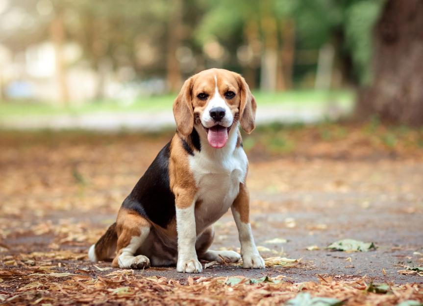 Can Beagles Be Service Dogs? Training potential