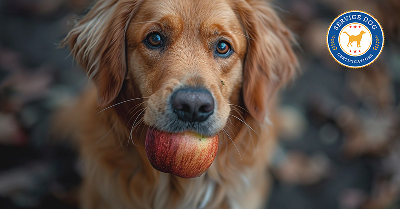 Can Beagles Eat Apples? Safe Fruit Guide