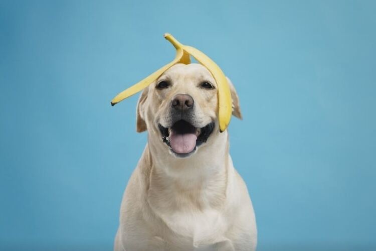 Can Chihuahuas Eat Bananas? Safety Guide