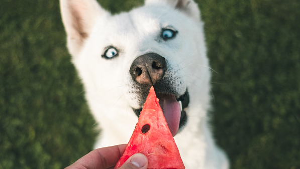 Can Chihuahuas Eat Watermelon? Safe Snacks